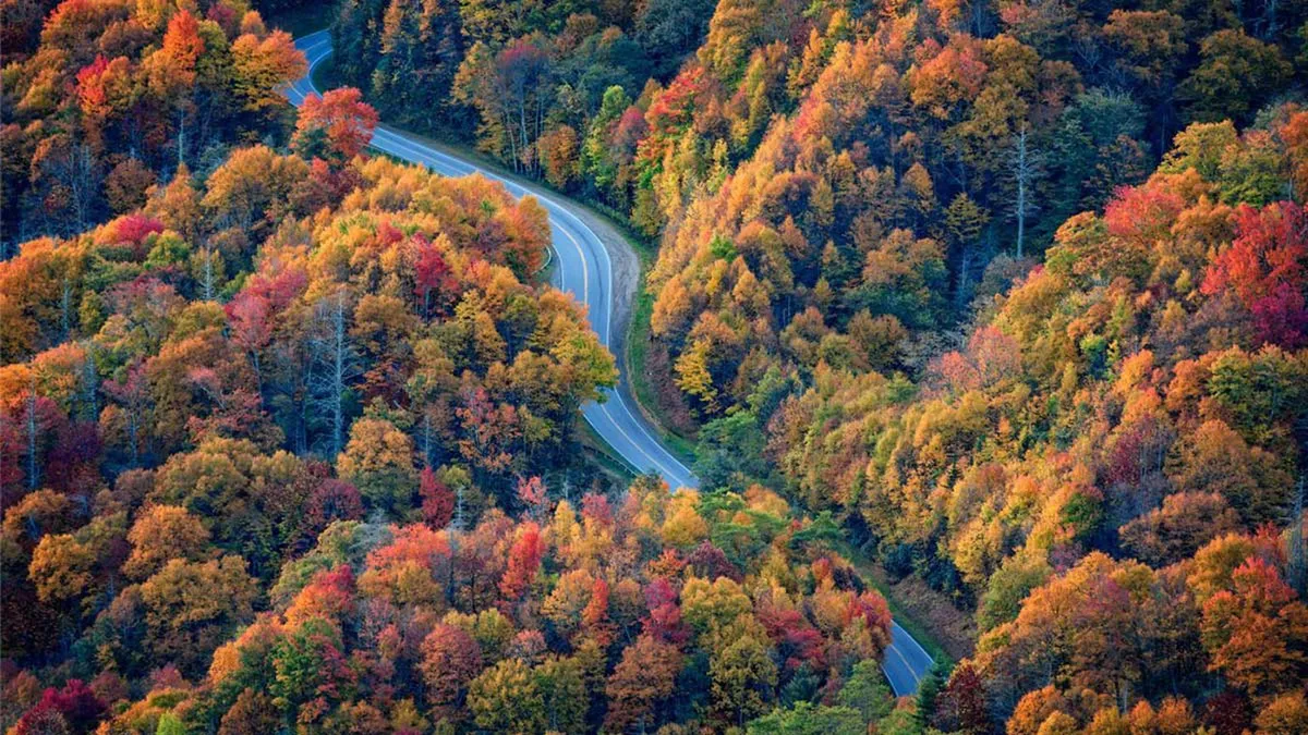 A breathtaking view of a winding road cutting through rolling hills adorned with vibrant fall foliage. The expansive landscape showcases the natural beauty and scenic vistas of the Smoky Mountains region.