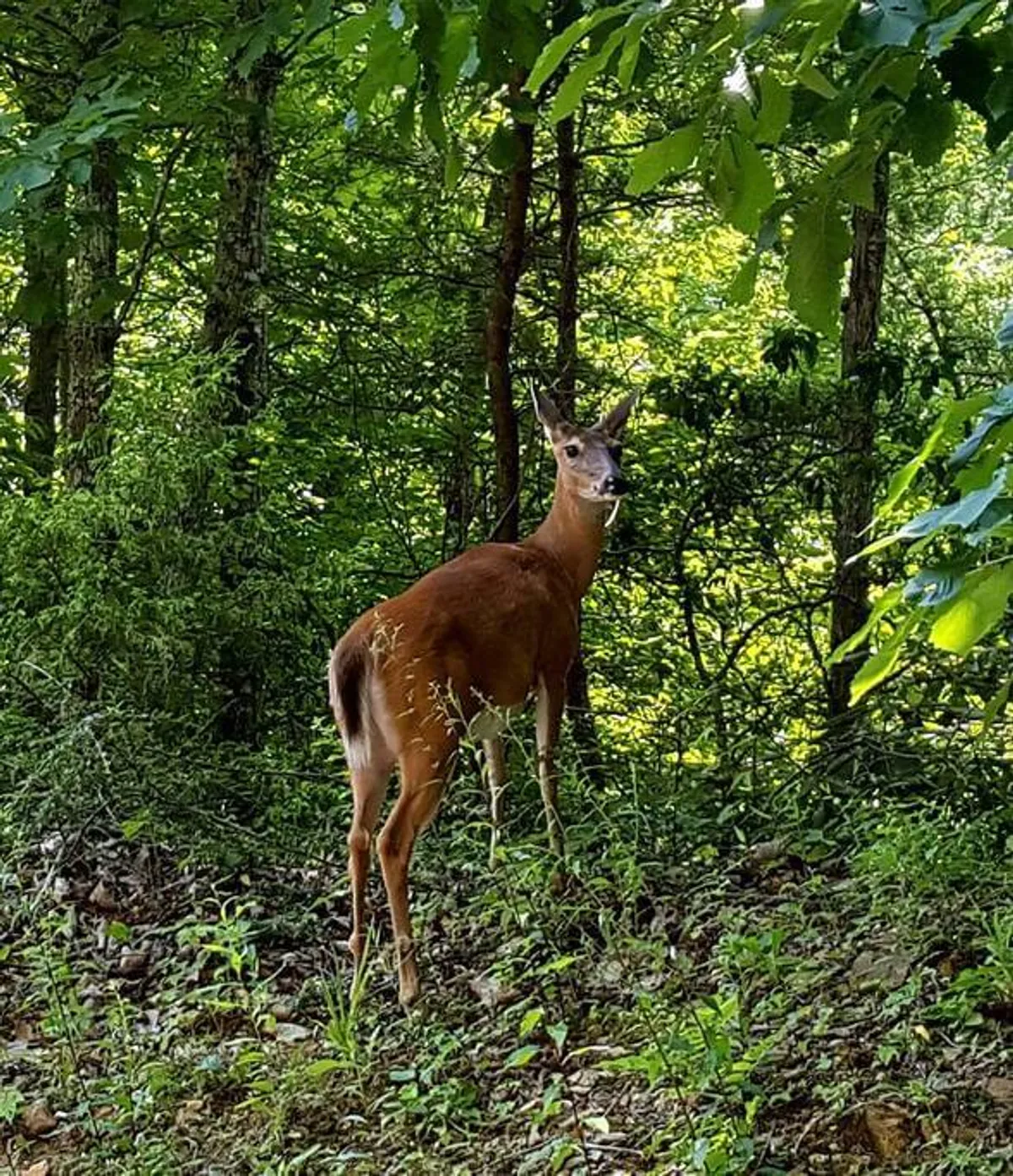 A tranquil exterior scene featuring a deer standing among lush greenery and tall trees. The peaceful atmosphere highlights the natural surroundings and the opportunity for wildlife observation, underscoring the cabin's connection to nature and its secluded setting.